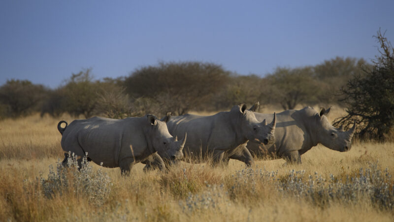 Travel Namibie 288