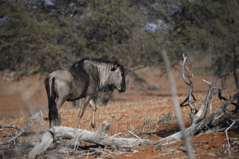 Travel Namibie 20